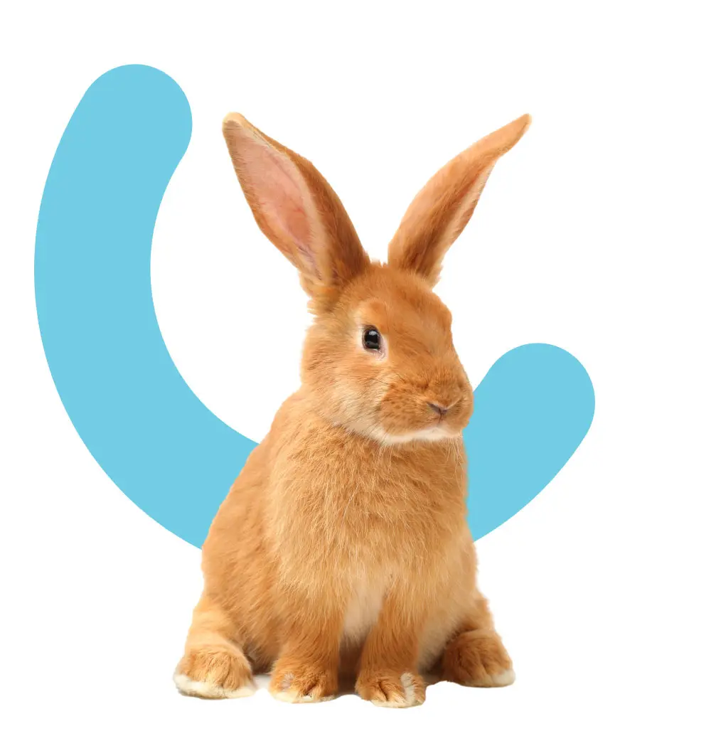 Image of a bunny with the All Pet Card branding
